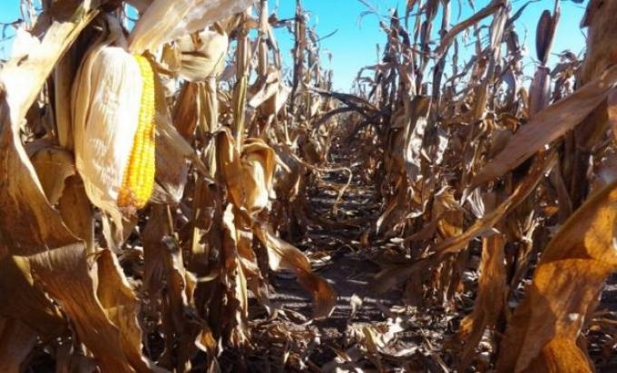 Retención efectiva del maíz superó a la soja