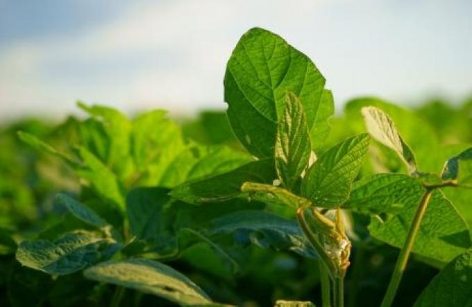 De la soja hasta las naranjas, la crisis atraviesa todos los rubros del campo.