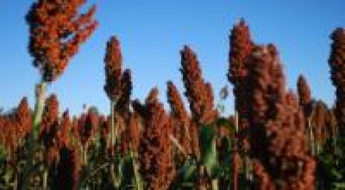 Producción de sorgo será 19% menor