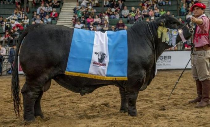 Los Brangus pisaron fuerte en la pista de Palermo