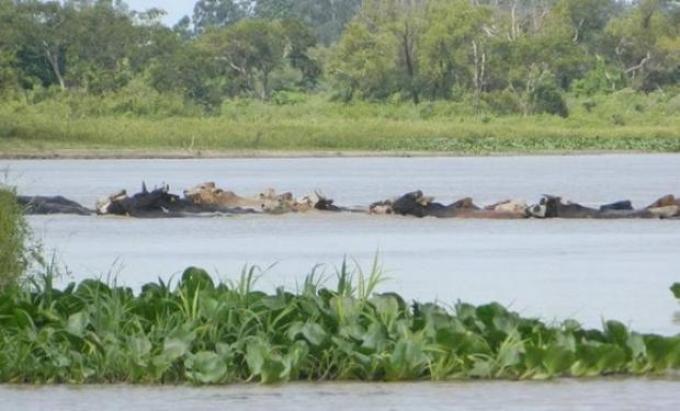 La crecida del Paraná obliga a mover a la hacienda