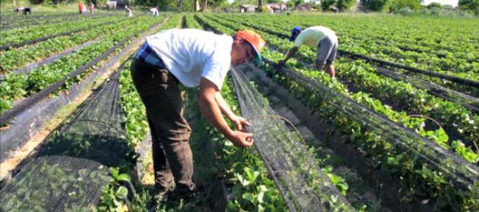 Agricultores del Chaco quieren irse a Bolivia a producir