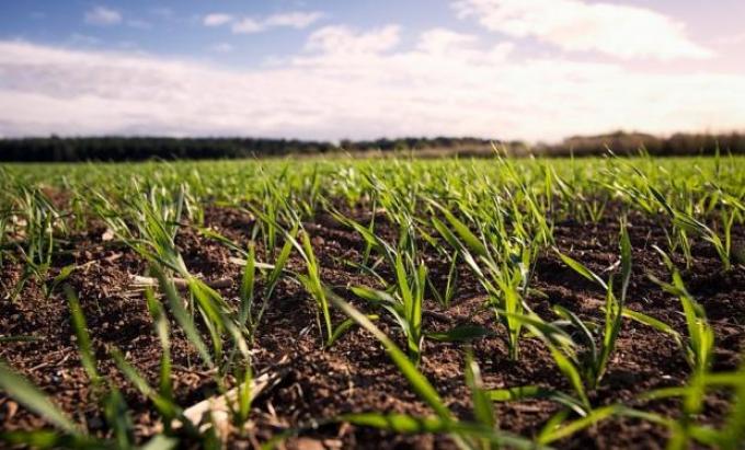 Tiemblan los bajos de trigo ante las lluvias