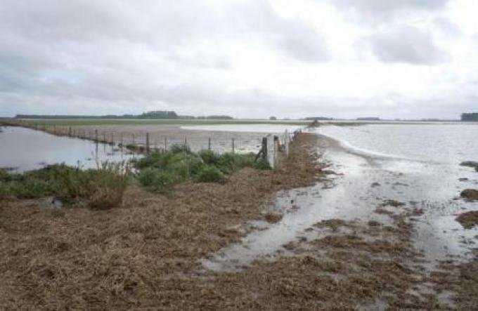 Trigo y maíz: víctimas del agua