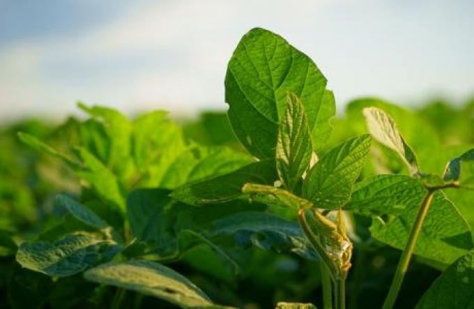 Soja sigue muy debilitada en el mercado de Chicago