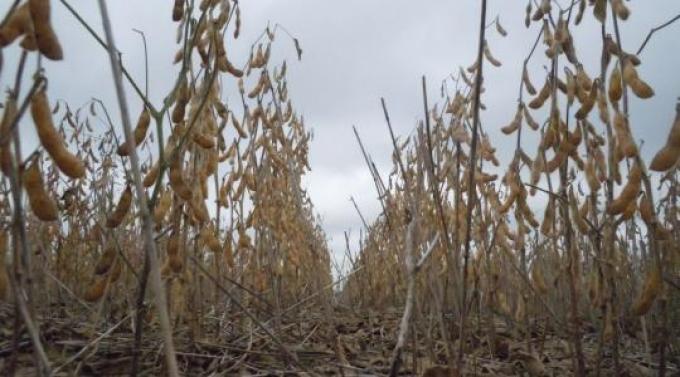 Soja regresó al terreno negativo: se reavivó incertidumbre por China