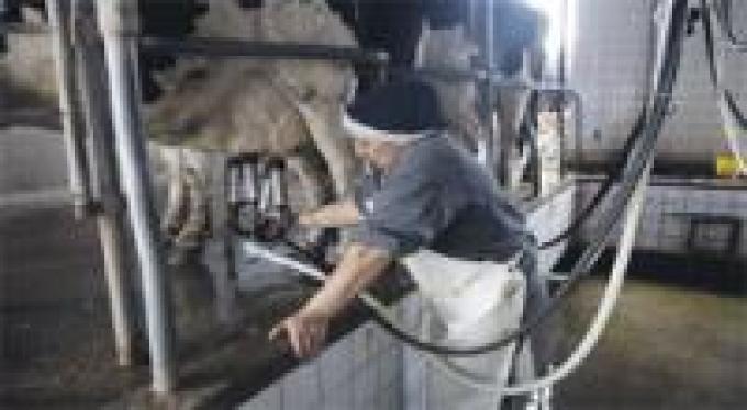 Empresas suspenden el retiro de leche