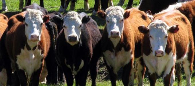 Aseguran que darle yerba mate al ganado mejora la calidad de la carne