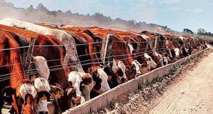 El feedlot argentino se compara con el líder