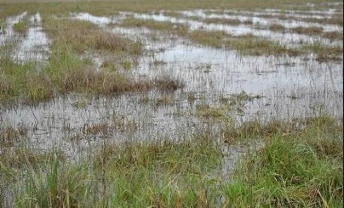 Maíz: productores le temen a las precipitaciones de octubre