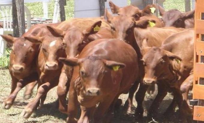 Piden comenzar a utilizar el sistema integral de faena