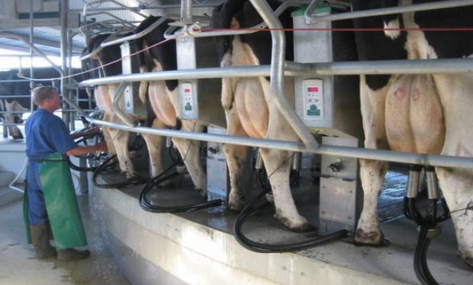 Precio de la leche no encuentran piso