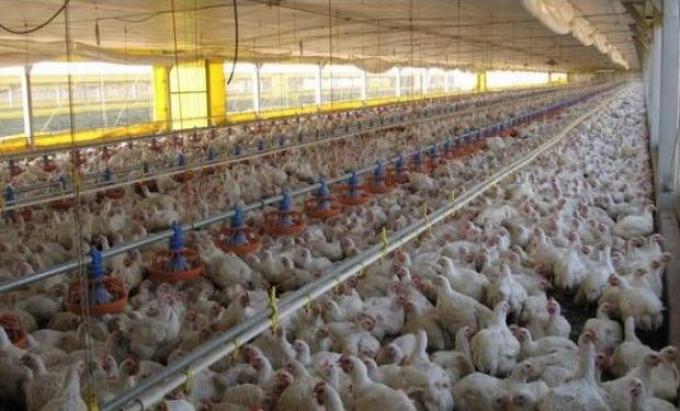 Convierten subproductos avícolas en alimento animal