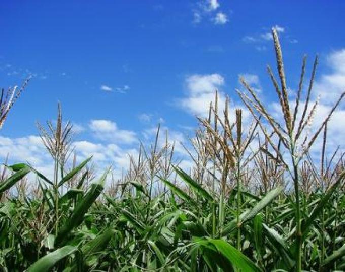 Productores no descartan revisiones en los planes de siembra