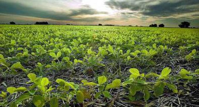 La caída de precios alienta la búsqueda de fusiones entre gigantes agrícolas.