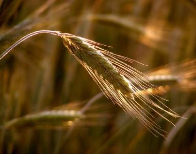 Sin retenciones, el trigo puede valer 25% más