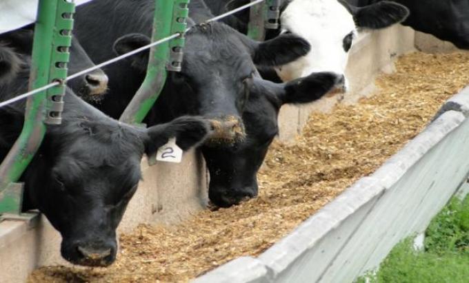 El feedlot extrapampeano se profesionaliza