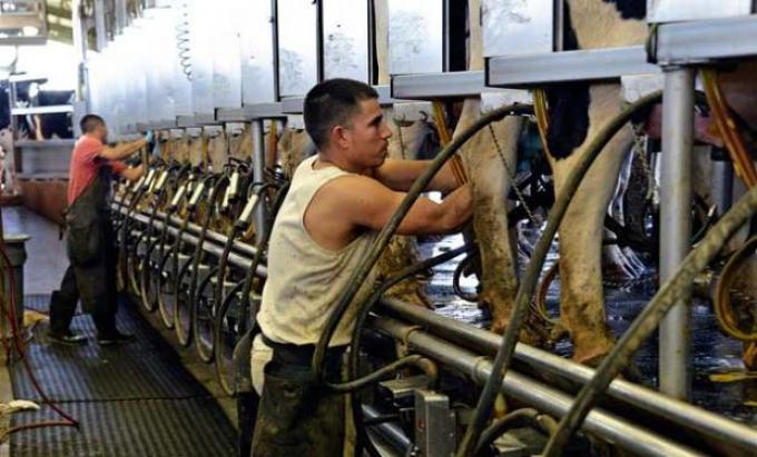 Tamberos reciben casi la mitad del valor de cada tonelada de leche en polvo exportada