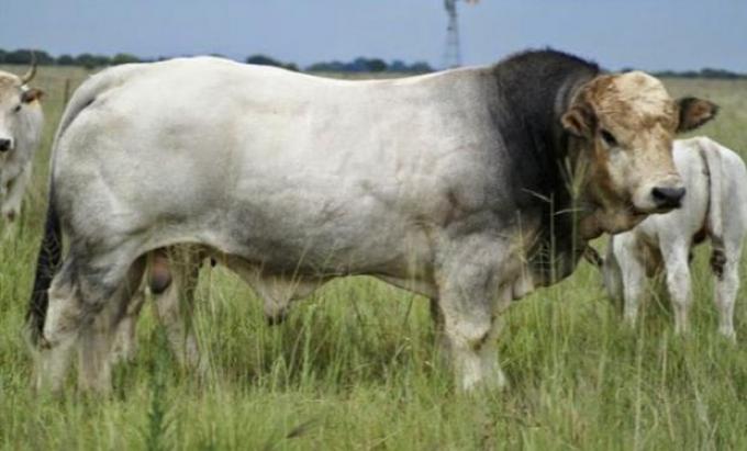 Razas de animales de cría en extinción