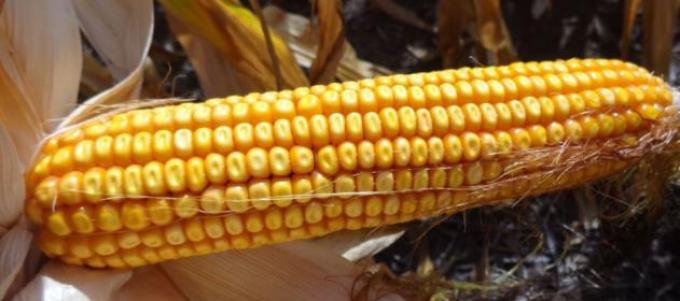 El maíz volvió a caer en Chicago y arrastró el valor del cereal argentino.