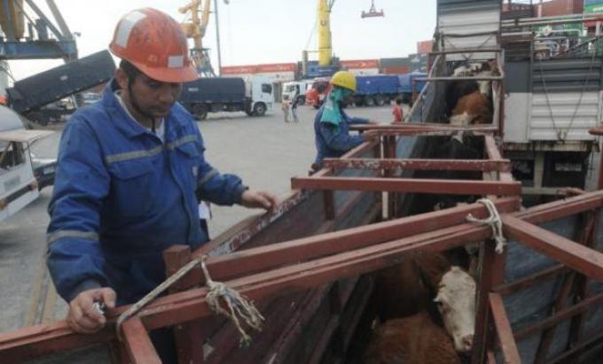 Uruguay: mercado ganadero sobre ofertado y con valores en descenso