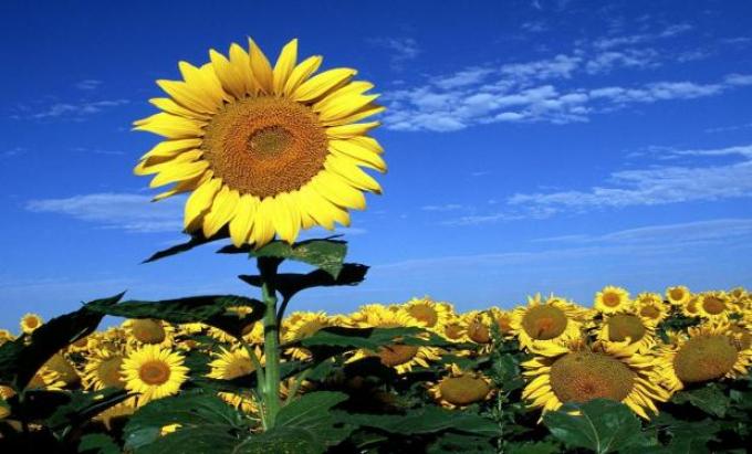 Girasol: rendimientos fueron mejores a los esperados