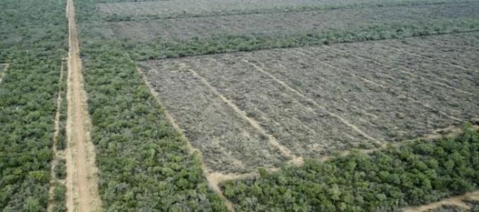 Ley de Bosques: Santiago del Estero lidera el ranking mundial de desmontes