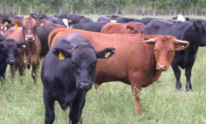 Novillo Mercosur: se sigue cerrando la brecha de precios
