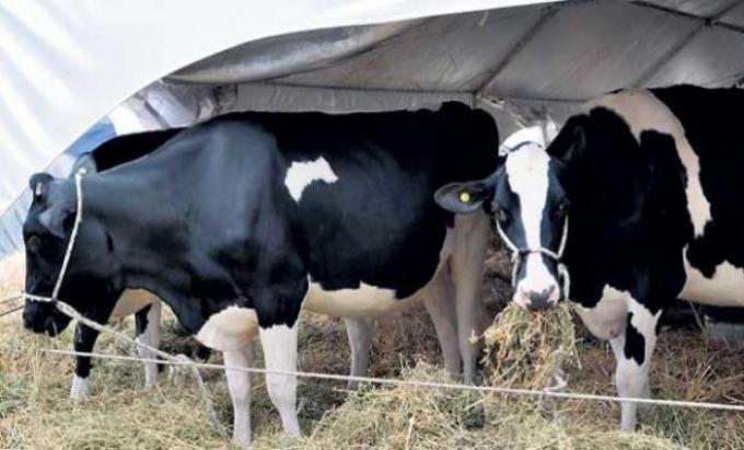 Tamberos deben regalar vacas de descarte 