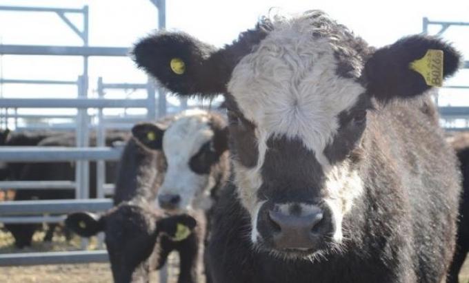 En Uruguay ven números ajustados para exportar carne a Argentina