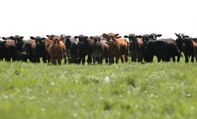 Un año ideal para fertilizar las pasturas