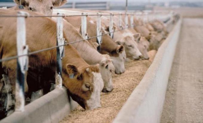 Los feedlots van al grano