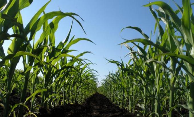 USDA confirmó un escenario negativo para el maíz
