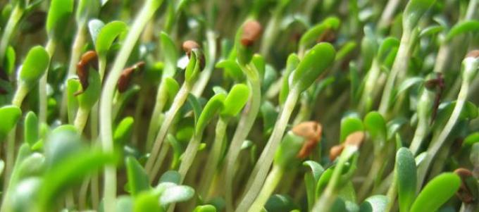 Buscan usar plantas de alfalfa para descontaminar suelos