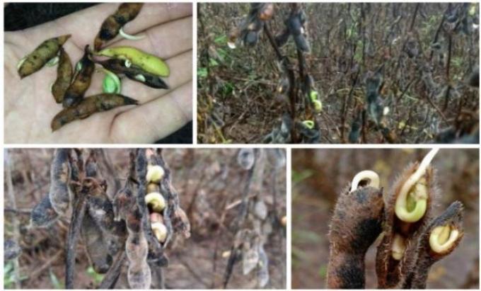 Crece el riesgo de recorte para la producción sojera