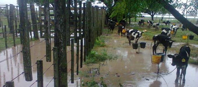 Lecheros aseguran que el panorama en el sector es desolador por las lluvias