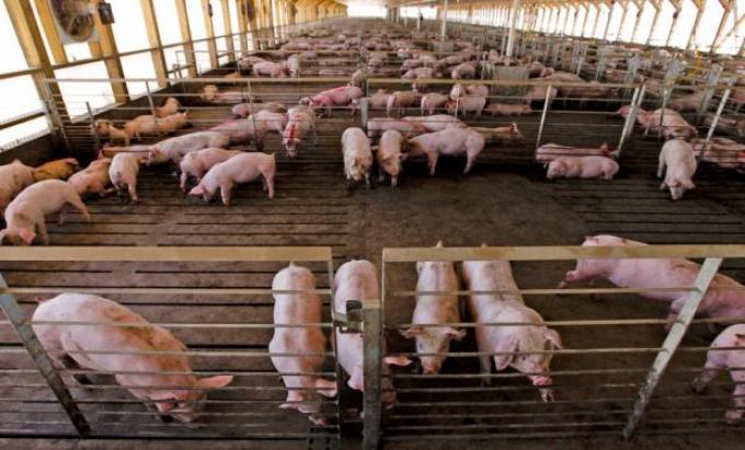 Productores de porcinos piden frenar la importación