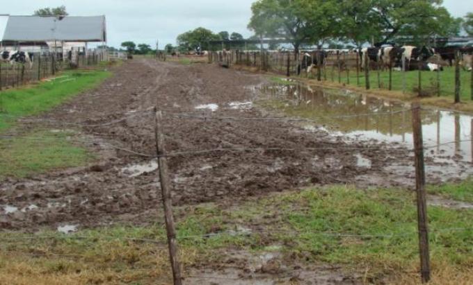 Inundaciones pusieron en jaque a la lechería