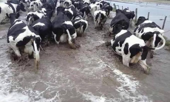 ¿Mejora el precio de la leche por las lluvias?