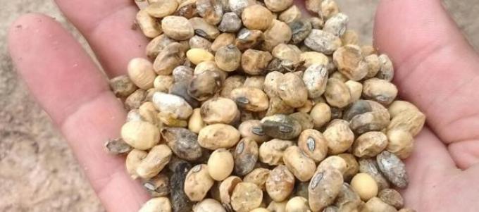 Cinco preguntas sobre granos dañados en soja