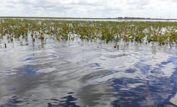 "No se puede decir que la soja es culpable de las inundaciones"