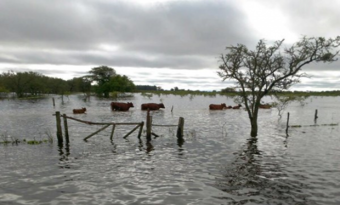 Santa Fe: 360.000 vacunos en emergencia