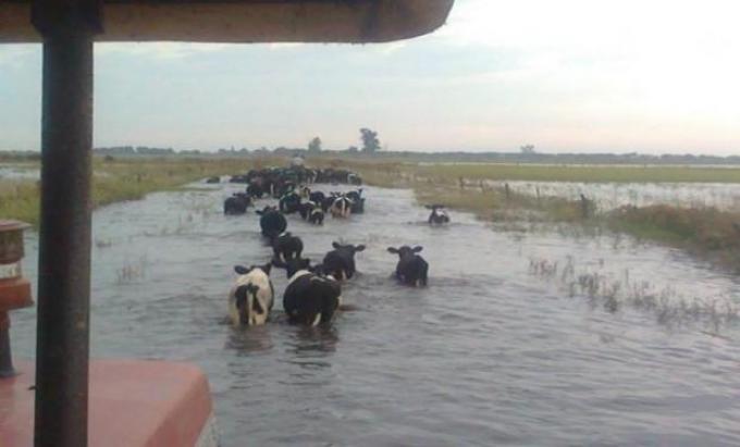 Por las lluvias de abril, el sector lechero asegura que producción cayó un 30%