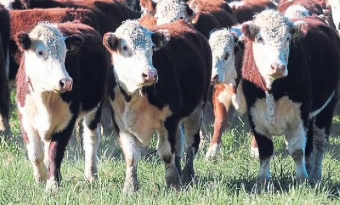 Argentina está otra vez en la mira del mundo de la carne