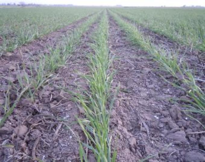 Arrancó la campaña de invierno y ya hay trigo en los campos argentinos