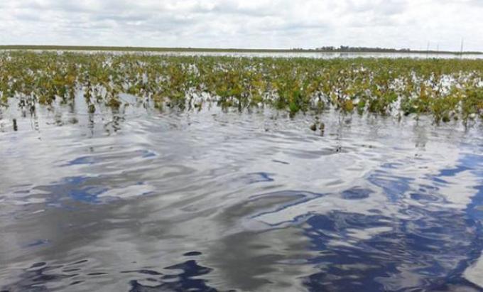 Evaluaron la calidad de la cosecha tras las inundaciones en el Litoral
