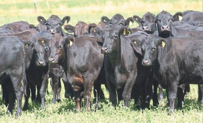Ante el escenario favorable para la ganadería, vuelven las pasturas