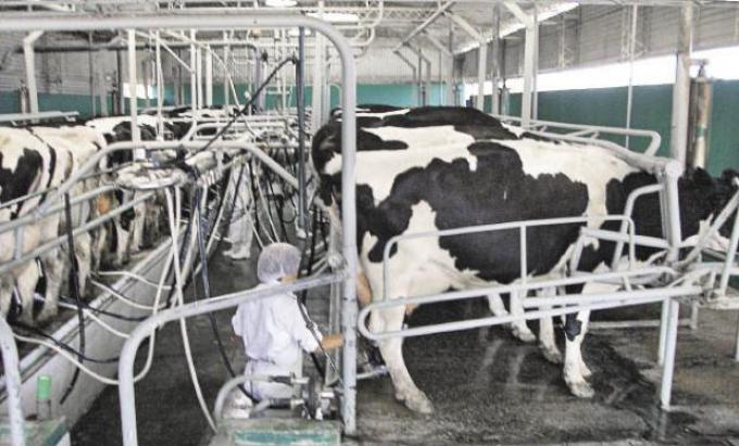 Crisis en los tambos: por la suba de los costos, hace falta hasta un 233% más de leche para pagar insumos