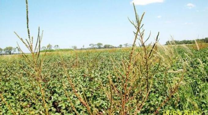 Confirman que el Amaranthus palmeri es resistente al glifosato