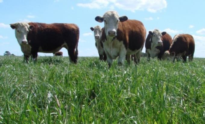 Ganadería lidera la inversión en el campo